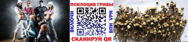 Галлюциногенные грибы Psilocybine cubensis  Апрелевка 